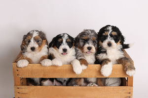 F1 Mini Bernedoodles